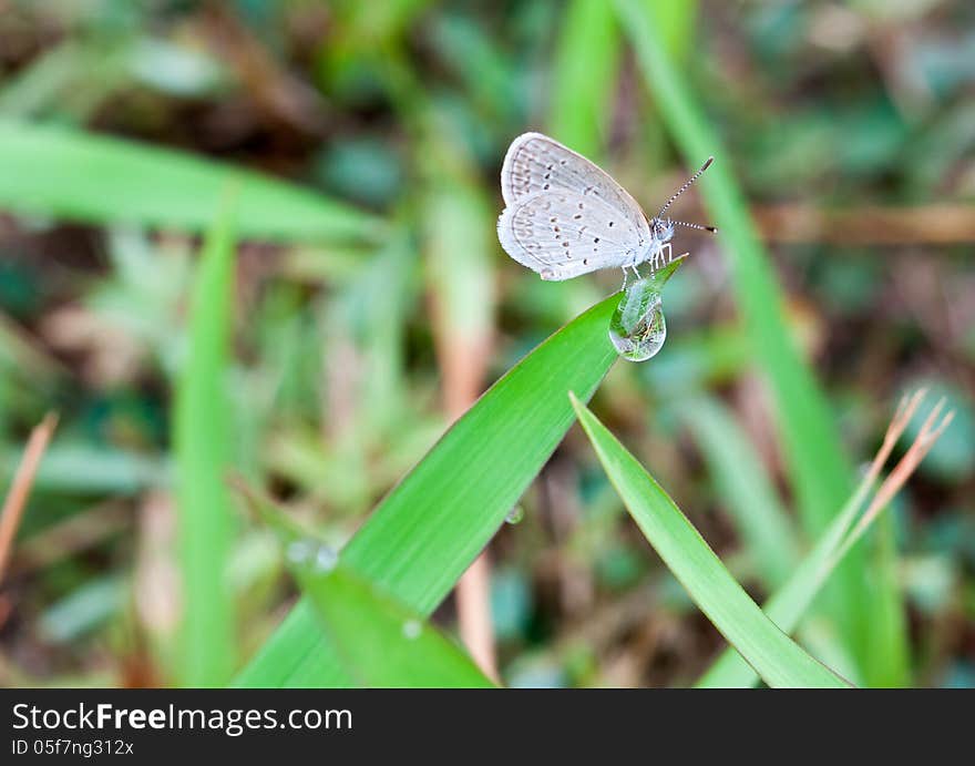 Mini butterfly grass and water drop in my lawn, Phayao Thailand.