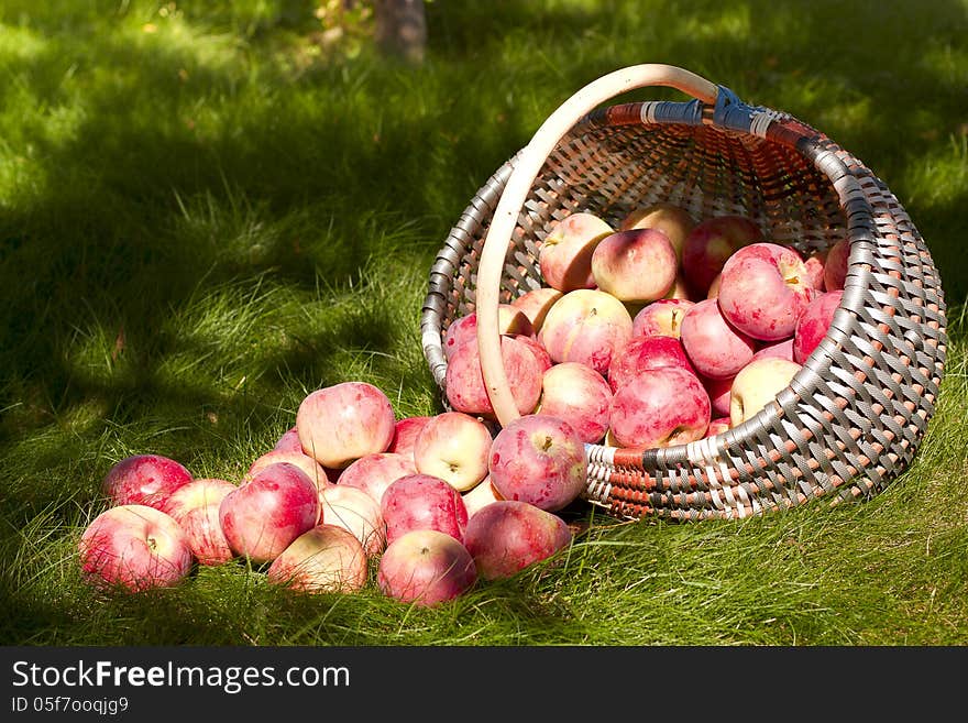 Basket of apples sprinkled on the grass