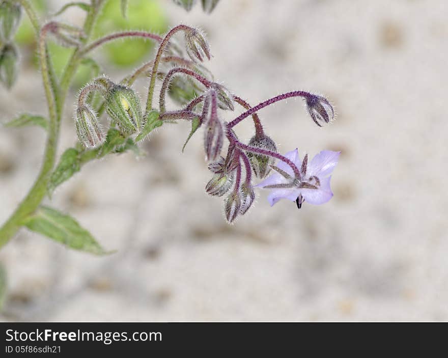 Flower of borago