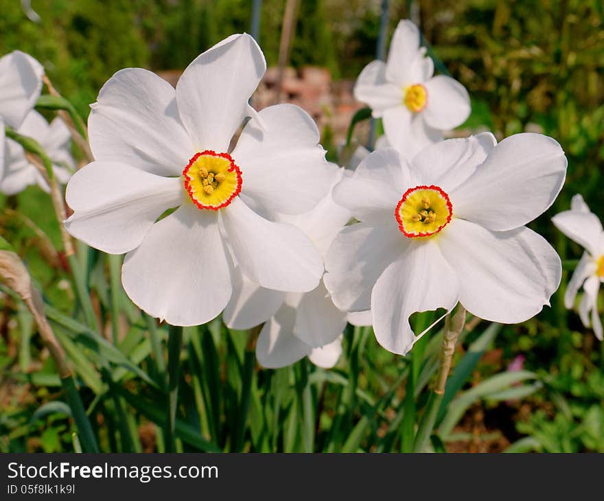 Narcissus