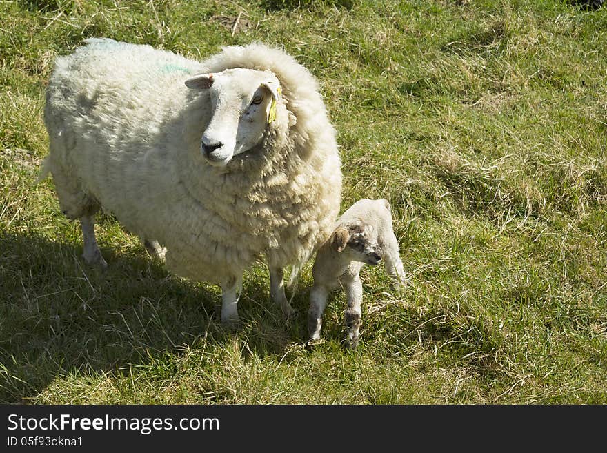 Sheep And Lamb