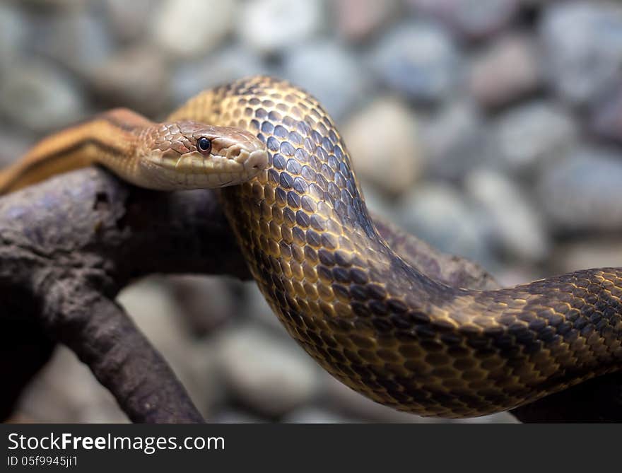 Snake in city zoo