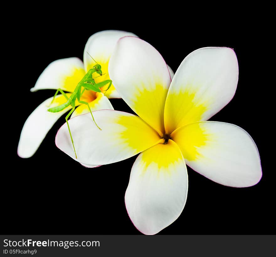 Isolated of Praying Mantis on white flower. Isolated of Praying Mantis on white flower