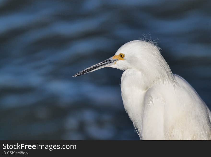 White Egret at the Shore