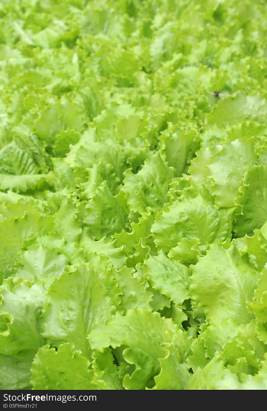 Lettuce fresh leaves with water droplets in summer garden. Lettuce fresh leaves with water droplets in summer garden.