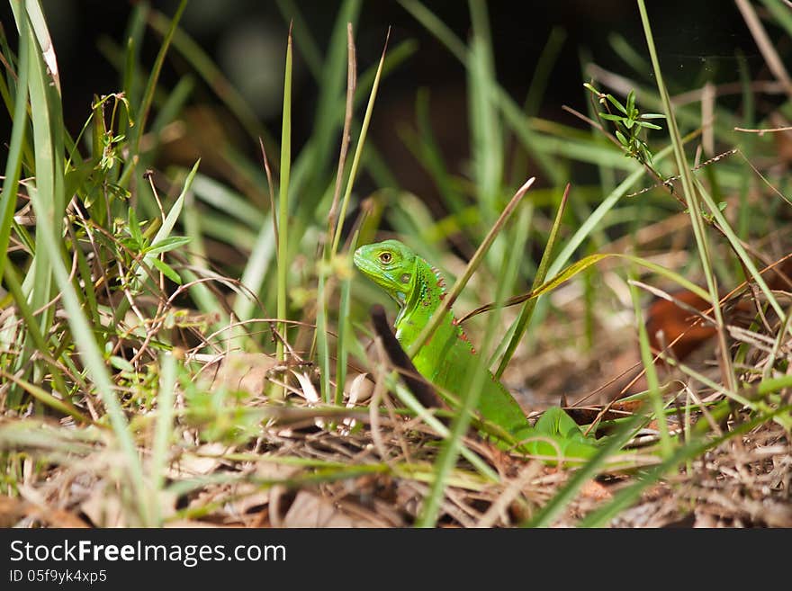 Iguana