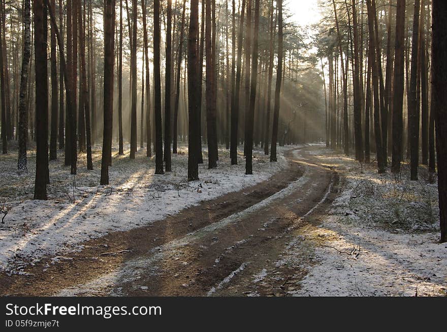 The photograph shows the winter in the woods. Land cover thin layer of snow. Runs winding through the trees, forest road. For a light mist hovering between dzrewami single burst rays of the sun. The photograph shows the winter in the woods. Land cover thin layer of snow. Runs winding through the trees, forest road. For a light mist hovering between dzrewami single burst rays of the sun.