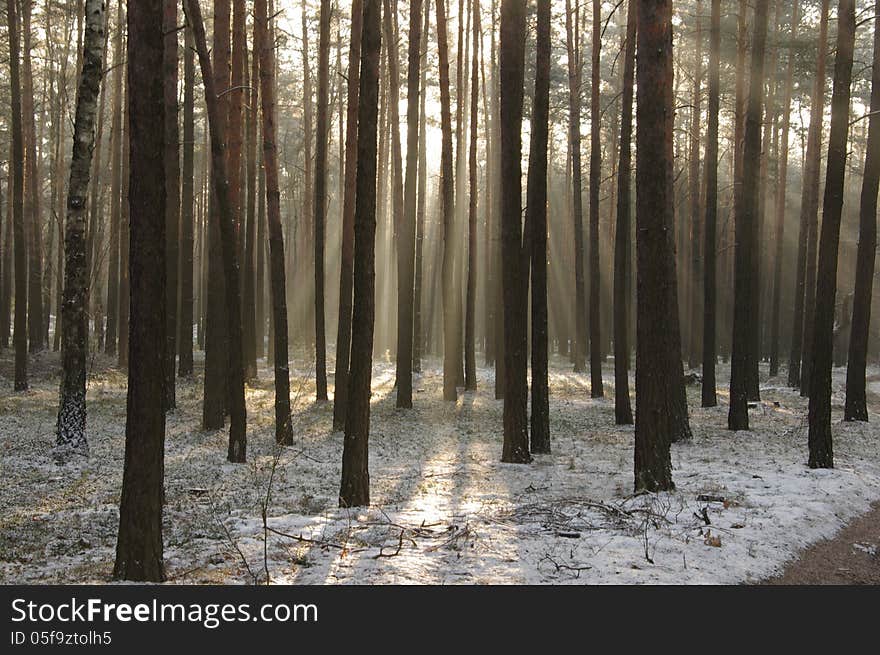 The photograph shows the winter in the woods. Land cover thin layer of snow. Runs winding through the trees, forest road. For a light mist hovering between dzrewami single burst rays of the sun. The photograph shows the winter in the woods. Land cover thin layer of snow. Runs winding through the trees, forest road. For a light mist hovering between dzrewami single burst rays of the sun.