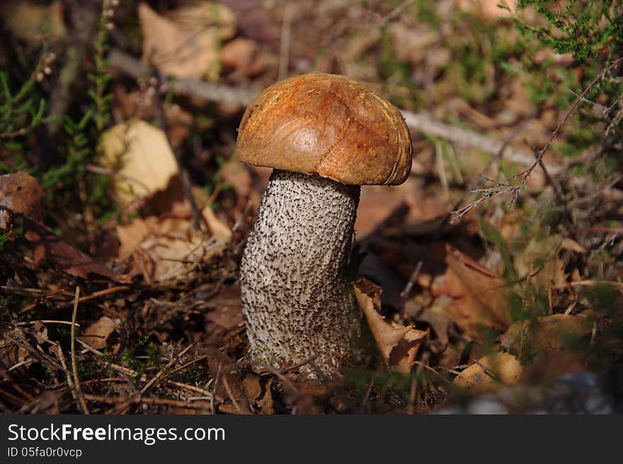 The photograph shows mushroom, red bagpipe during the growing season in the forest in its natural habitat. The photograph shows mushroom, red bagpipe during the growing season in the forest in its natural habitat.