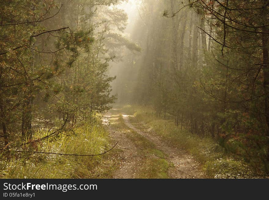 Forest In The Morning.