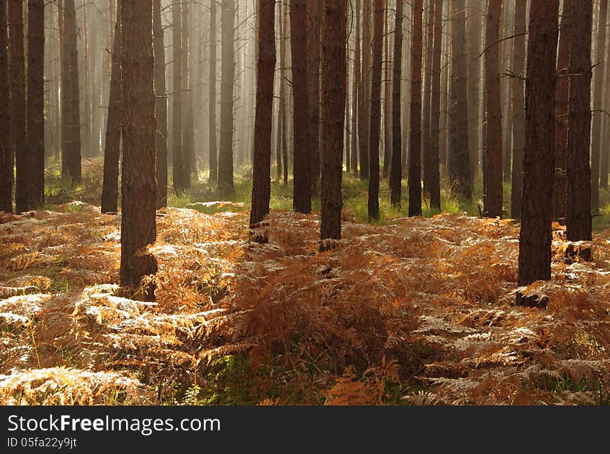 The photograph shows ferns in their natural habitat in the forest. Fern fronds are dried up, the color brown. They are located in a high pine forest. Between the trees hovering mist illuminated by sunlight. The photograph shows ferns in their natural habitat in the forest. Fern fronds are dried up, the color brown. They are located in a high pine forest. Between the trees hovering mist illuminated by sunlight.