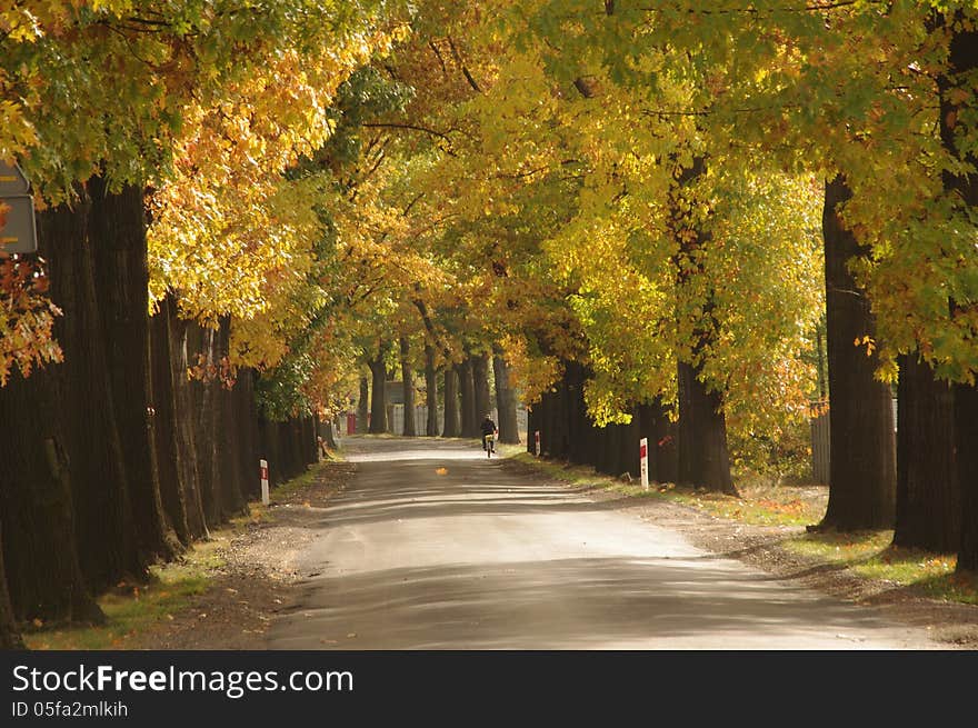 The photograph shows an asphalt road. On both sides of the road and tall oaks. It is autumn. The leaves in the trees took a yellow color. The photograph shows an asphalt road. On both sides of the road and tall oaks. It is autumn. The leaves in the trees took a yellow color.