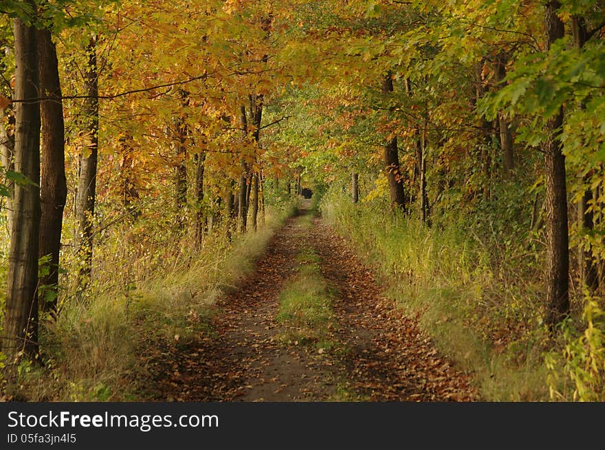 The photograph shows a forest in autumn. Through dense forest runs narrow, dirt, forest road covered with fallen layering, brown leaves.