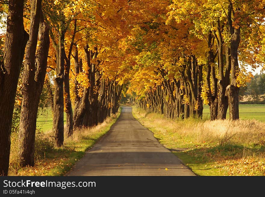 The photograph shows an asphalt road. On both sides of the road and tall oaks. It is autumn. The leaves in the trees took a yellow color. The photograph shows an asphalt road. On both sides of the road and tall oaks. It is autumn. The leaves in the trees took a yellow color.