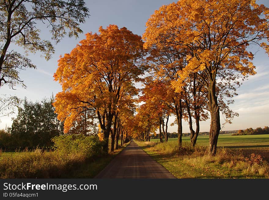 Road in the autumn.