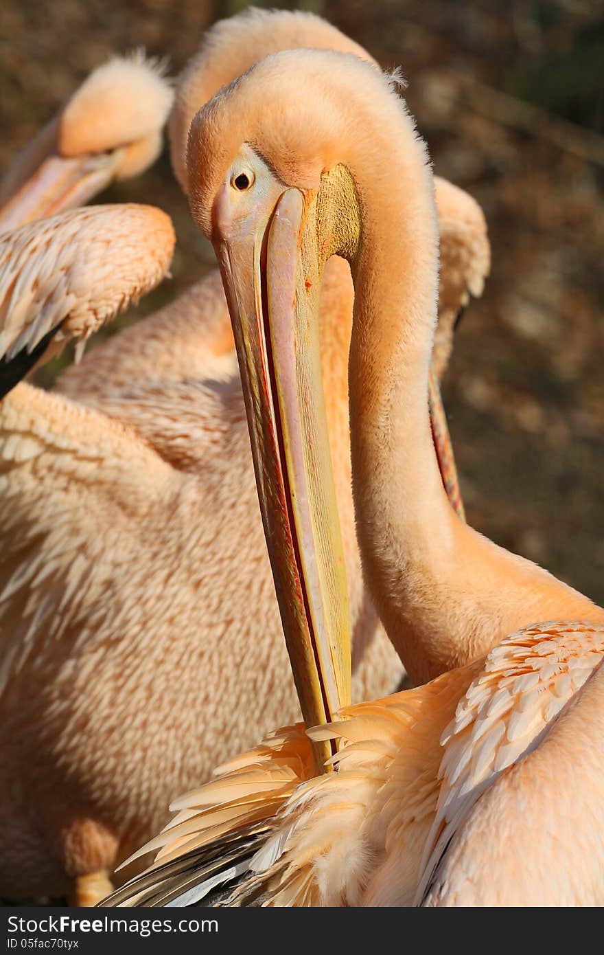 Portrait of pelican in the zoo