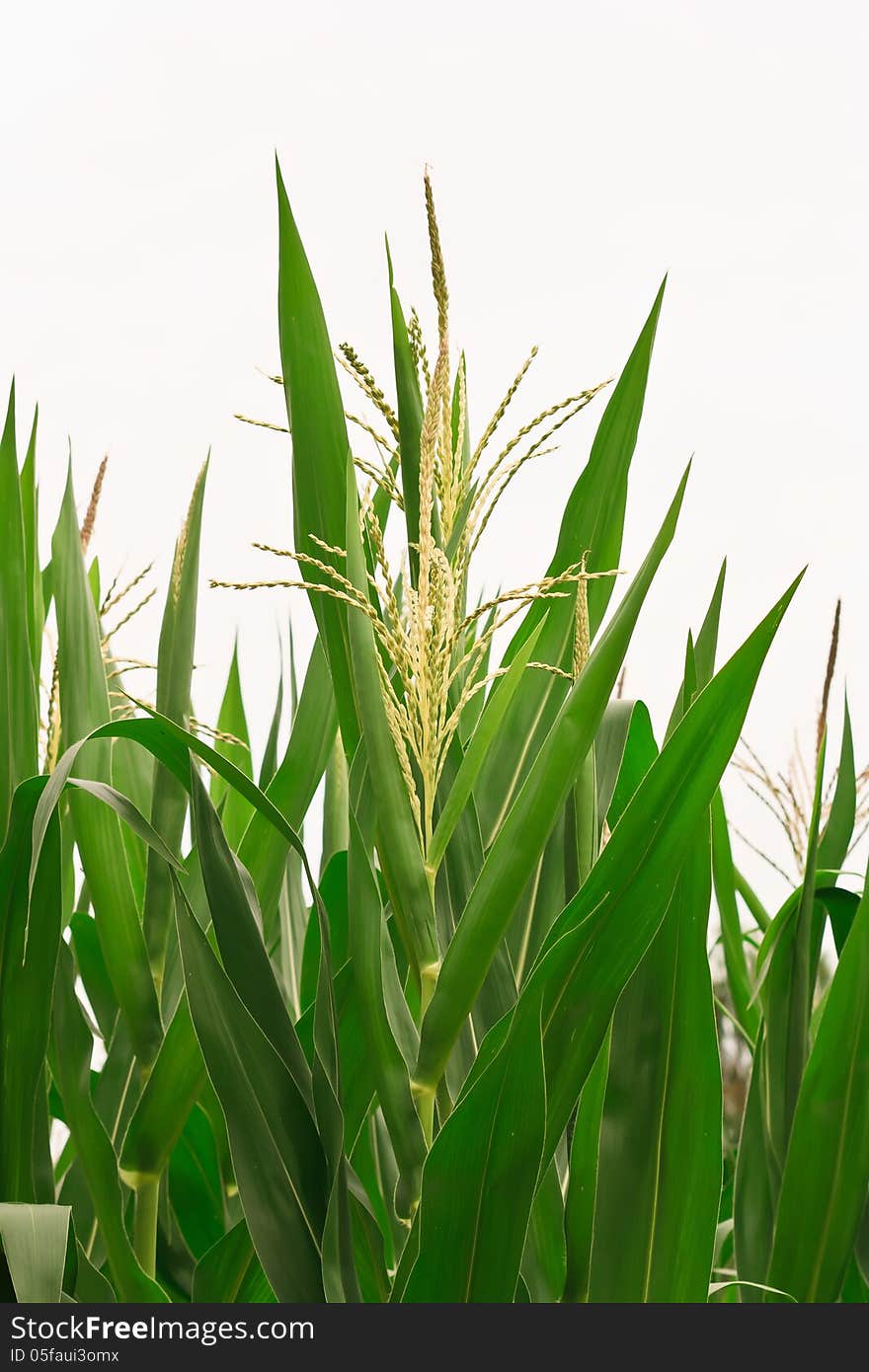 Corn Blossoming.