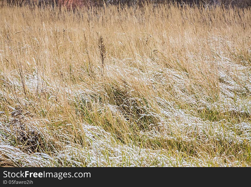 Snow Covered Grass In Meadow