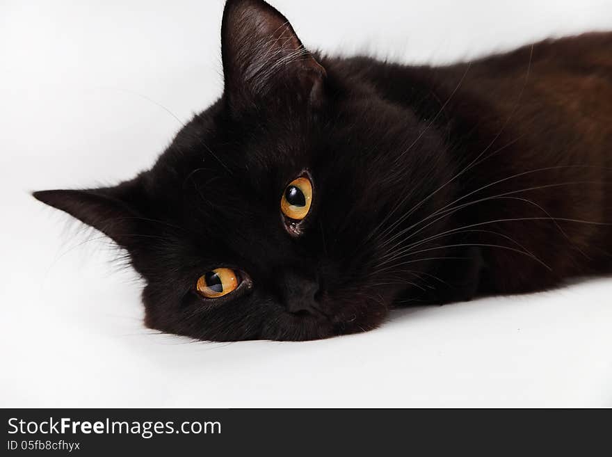 Black cat laying down on white background