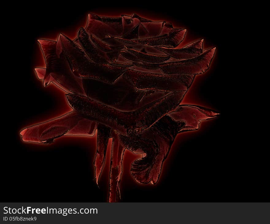 Glowing rose