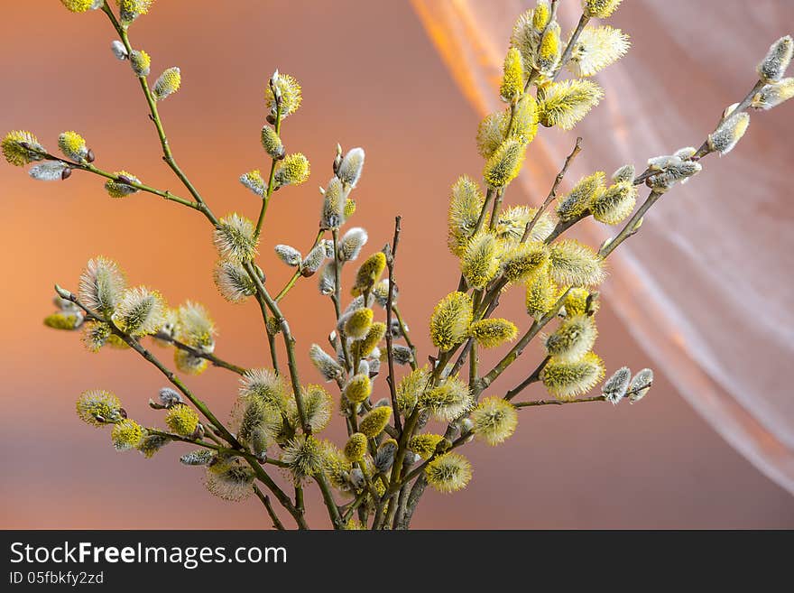 Close up of willow twigs with catkins in early spring. Shot in studio. Over soft color background. Close up of willow twigs with catkins in early spring. Shot in studio. Over soft color background.