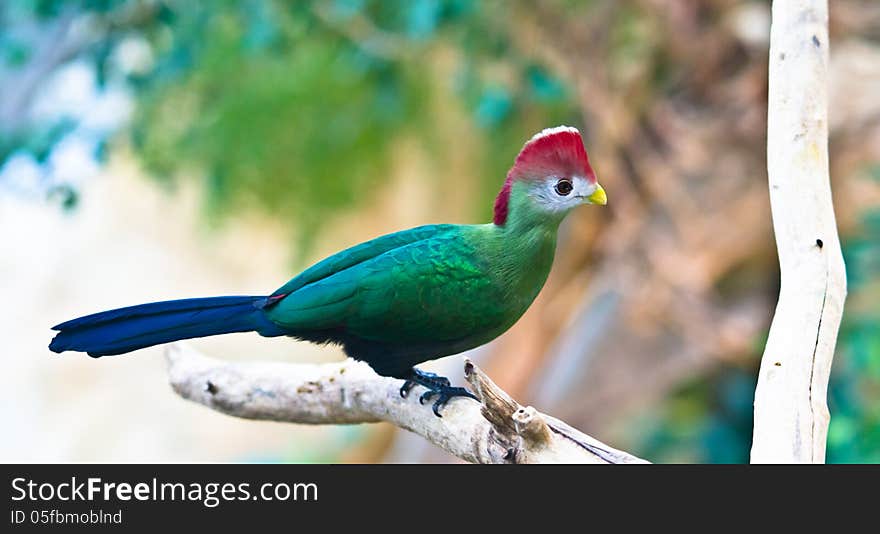 A rare colourful bird sitting on a tree. A rare colourful bird sitting on a tree