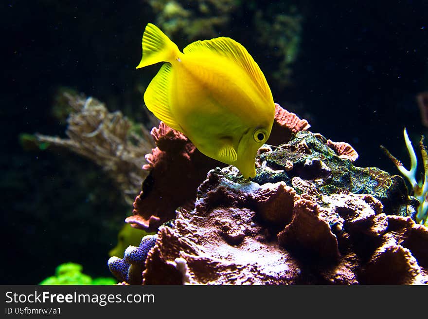 Yellow tang fish