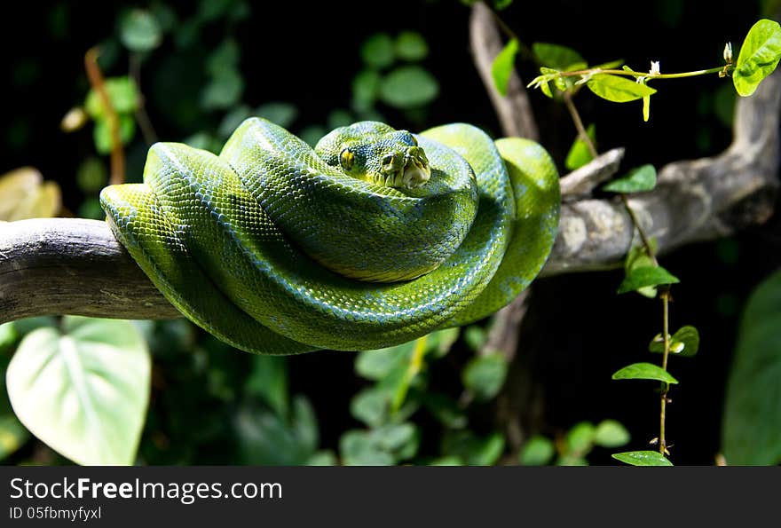 Green snake