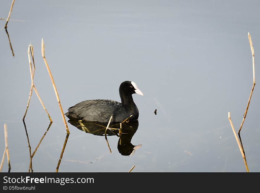 Reflected Coot