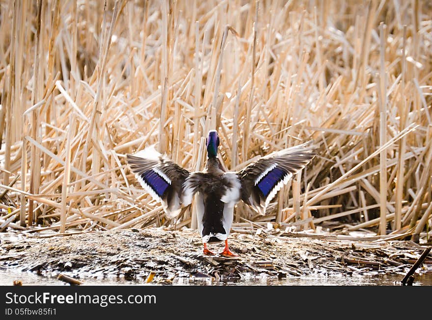 Mallard Duck drying its wings in the sun. Mallard Duck drying its wings in the sun