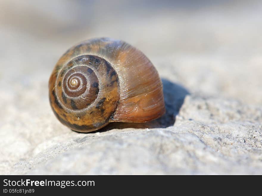 The close-up of snail