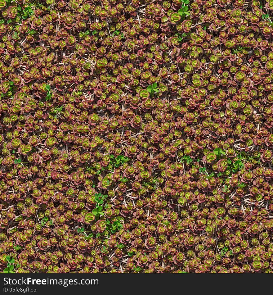 Decorative Grass Seamless Texture.