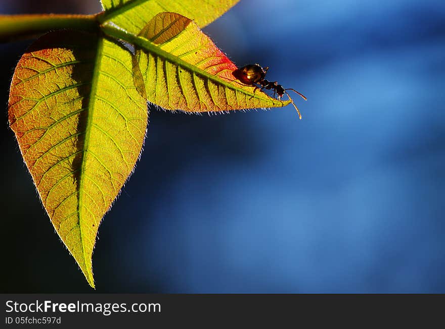 Close-up backlit of ant walking on the edge of new grown leaf.