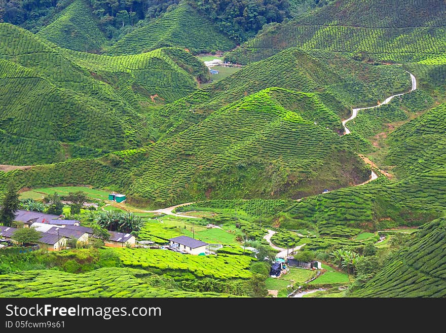 Tea Plantation