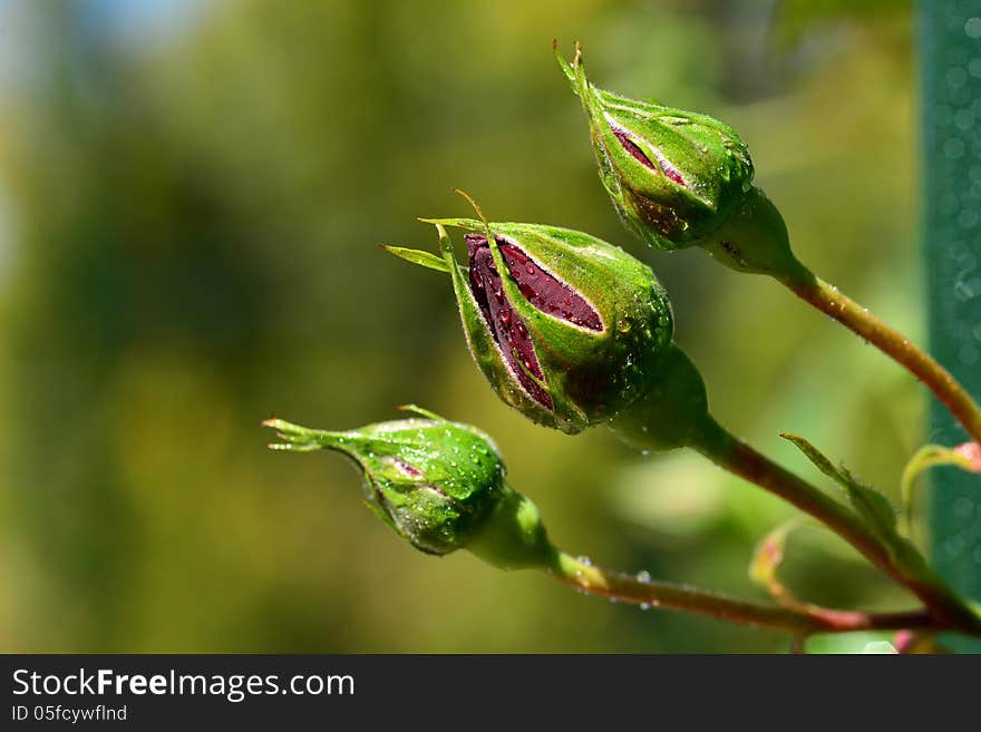 Rose bud on blurred background