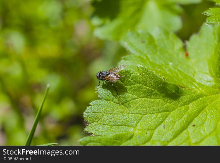 Fly on grass