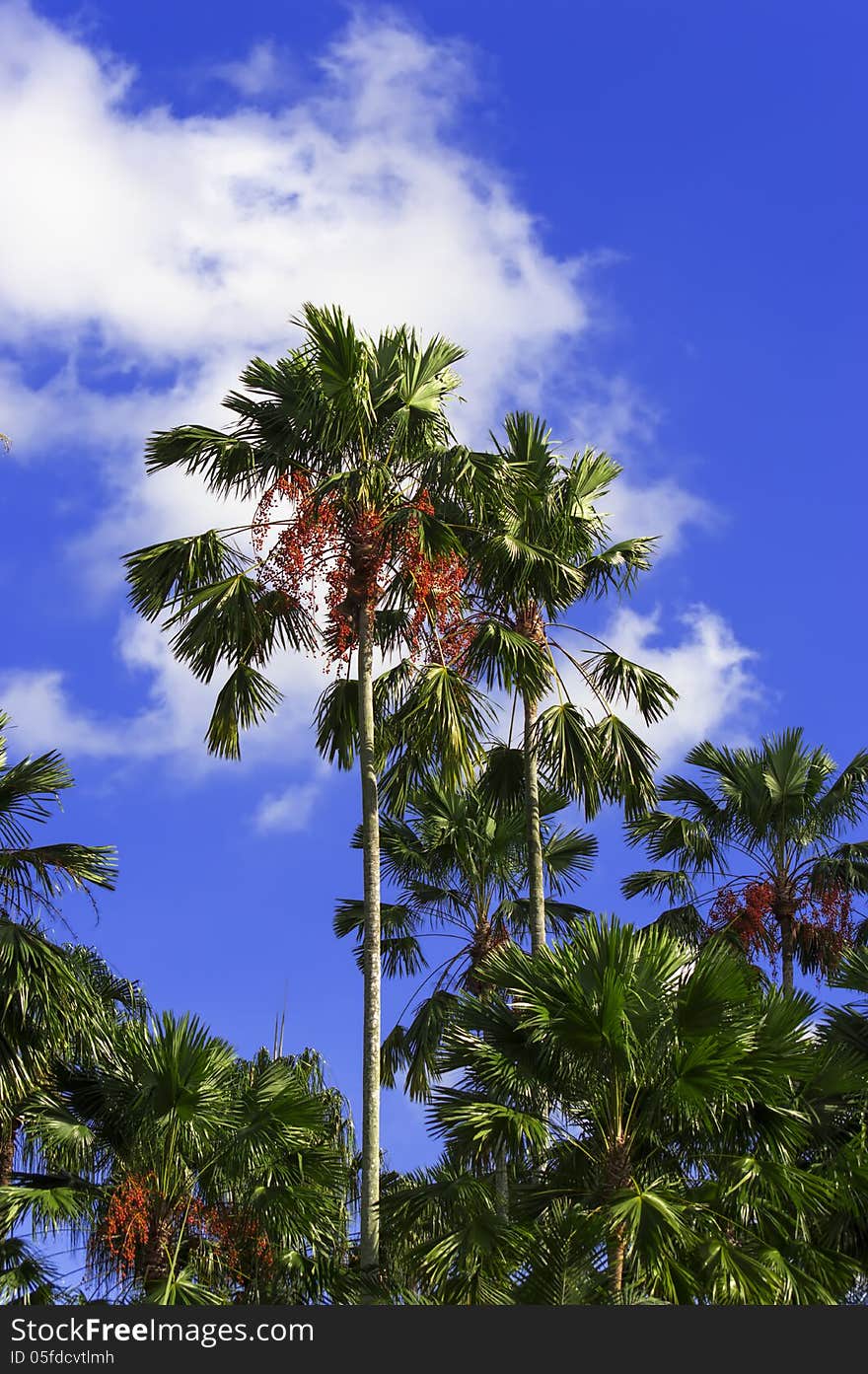 Palm tree. Nong Nooch Garden, Pattaya.