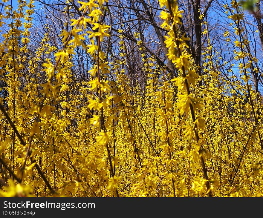 Thick Forsythia bushes in spring against a blue clear sky. Thick Forsythia bushes in spring against a blue clear sky.