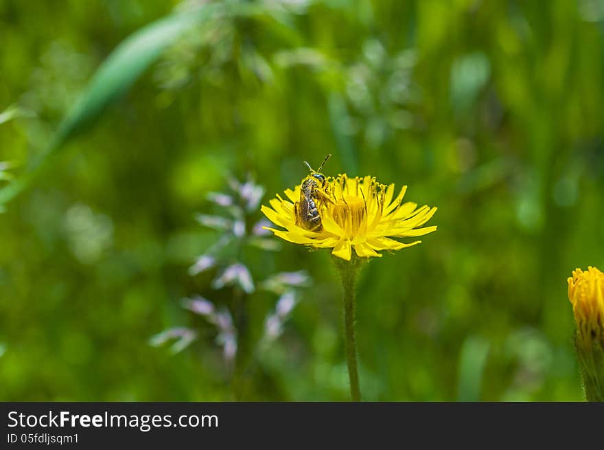 Pollened bee