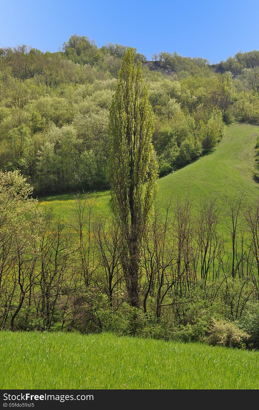 Tall cypress