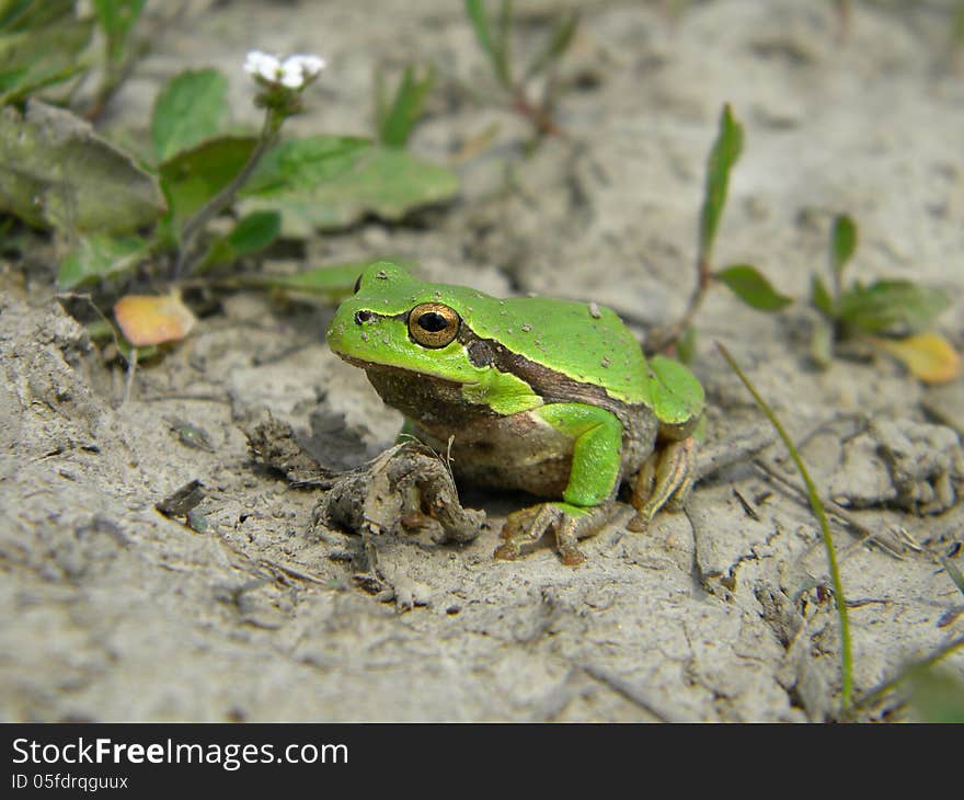 Tree Frog On Land