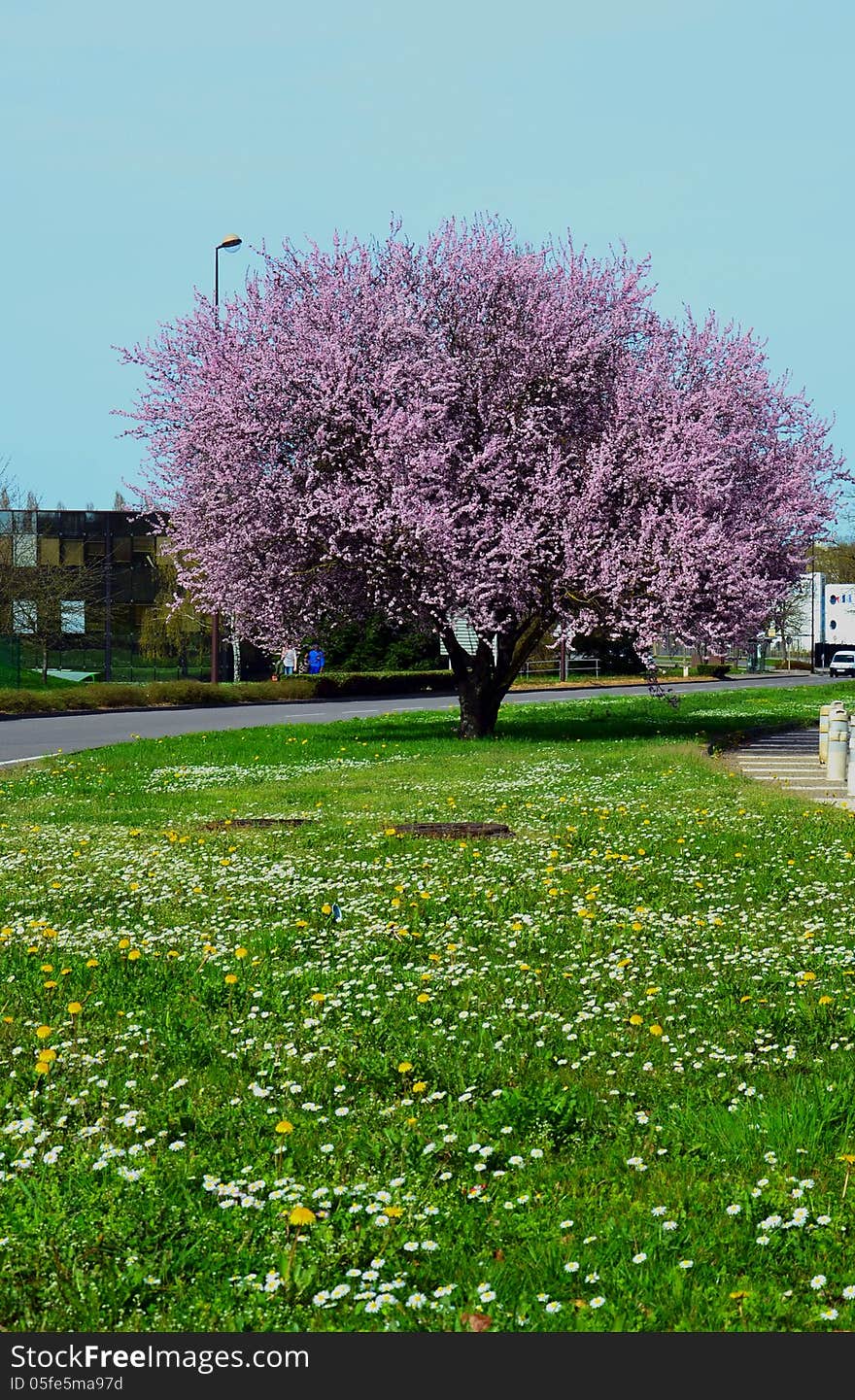 Spring is finally here, and you can see a lovely blossom tree. Spring is finally here, and you can see a lovely blossom tree