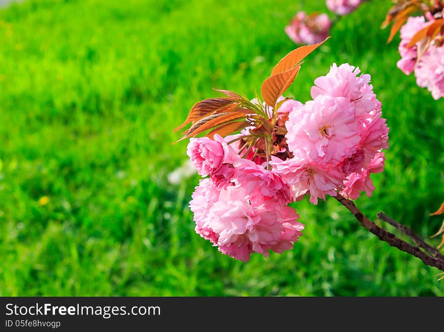 Pink flowers above grass on sakura branches