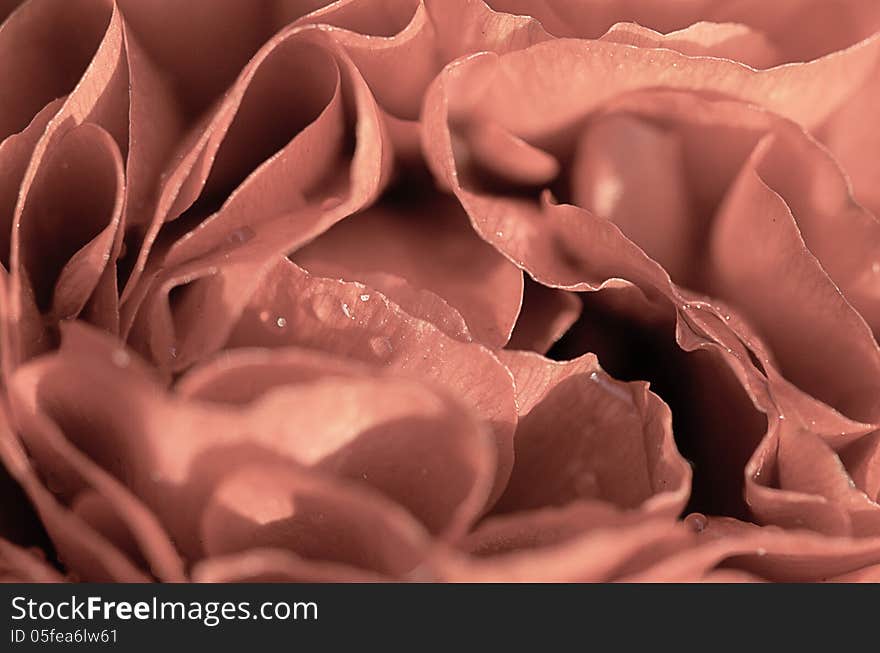 A photograph of a rose macro