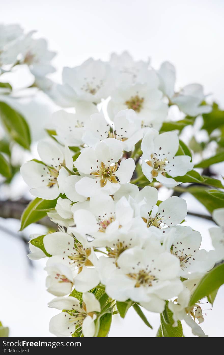 A branch of cherry blossoms against the sky. A branch of cherry blossoms against the sky