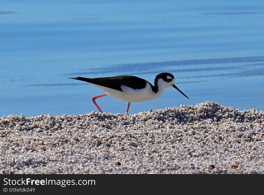 Black Neck Stilt &x28;Himantopus mexicarus&x29