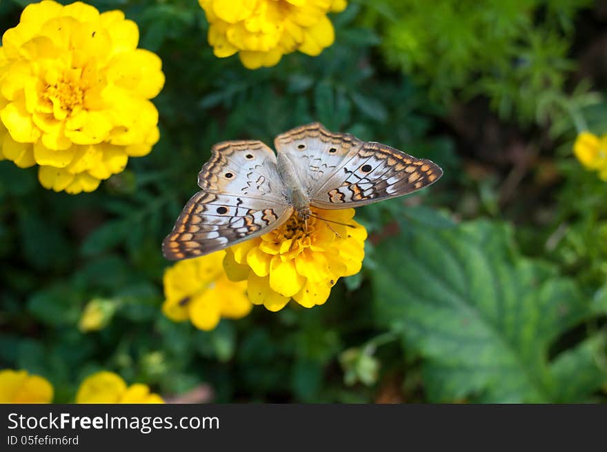 Butterfly landing on a bright yellow flower