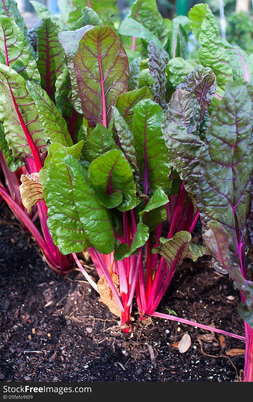 Ruby Red Chard growing in a garden