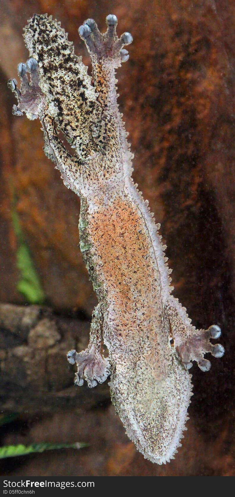 Belly underside details of mossy leaf-tailed gecko