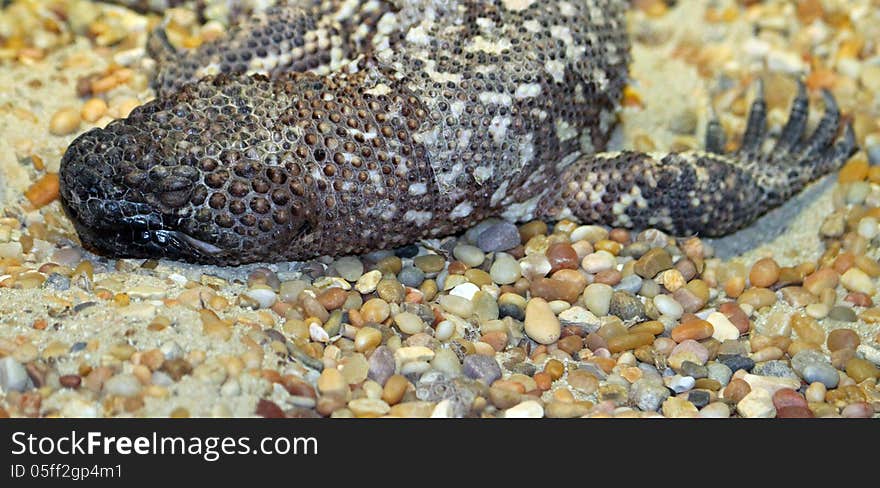 Beaded Lizard